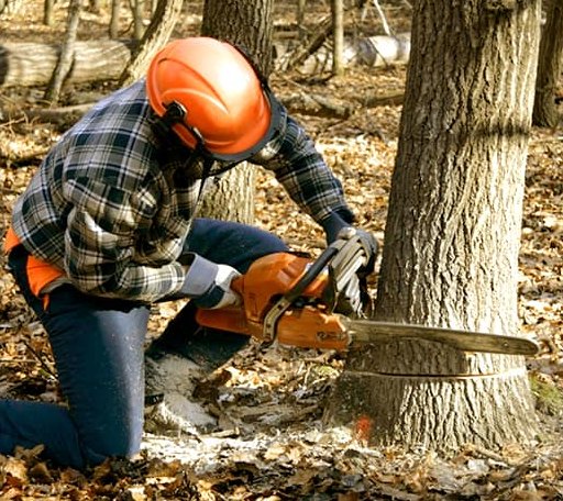 Tree Removal in Beyer, PA